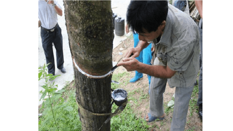 天然橡膠初加工設備和生產(chǎn)過程