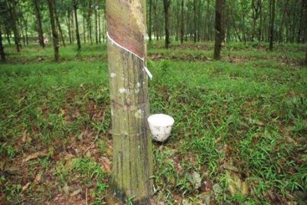 天然橡膠生膠縐片機(jī)對(duì)物料產(chǎn)生輥壓、剪切，從而使物料壓薄、表面起皺